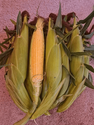 Semillas Maíz super dulce (150 semillas)
