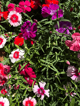 Semillas de Clavelina Mix (40 semillas)