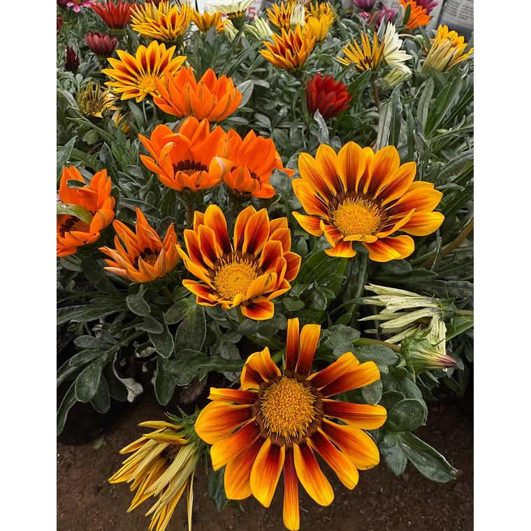 Semillas de Gazania Mix                     (100 semillas) 2