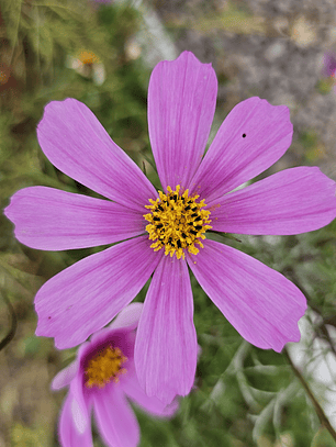 Semillas De Cosmos Mix (40 semillas)