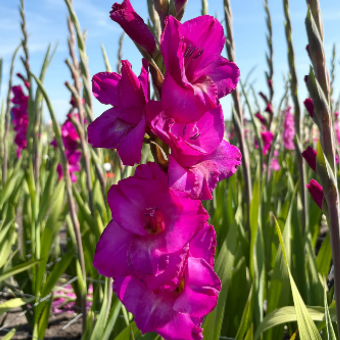 Cormos de Gladiolos 35