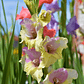Cormos de Gladiolos - Miniatura 36