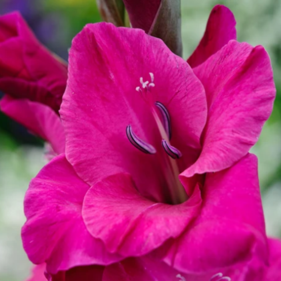 Cormos de Gladiolos 39