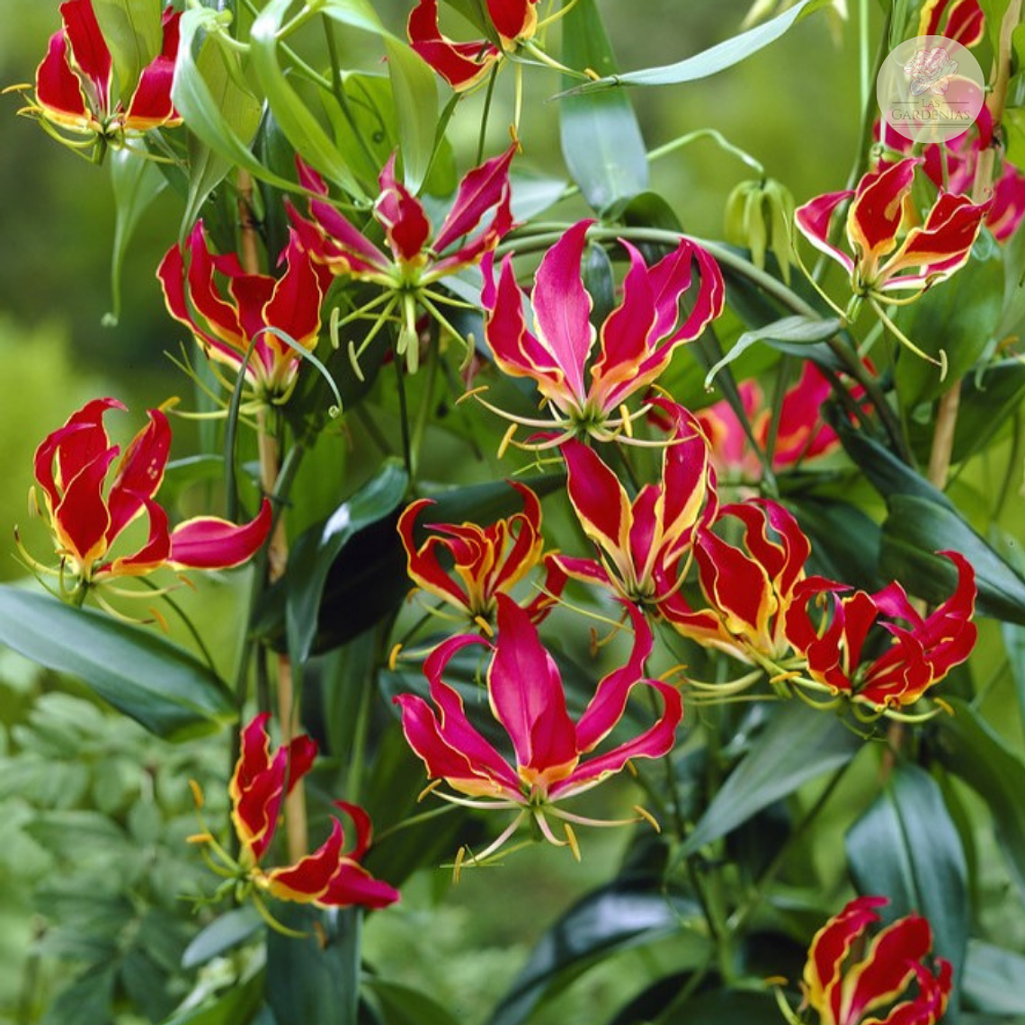 Rizoma de Gloriosa 2