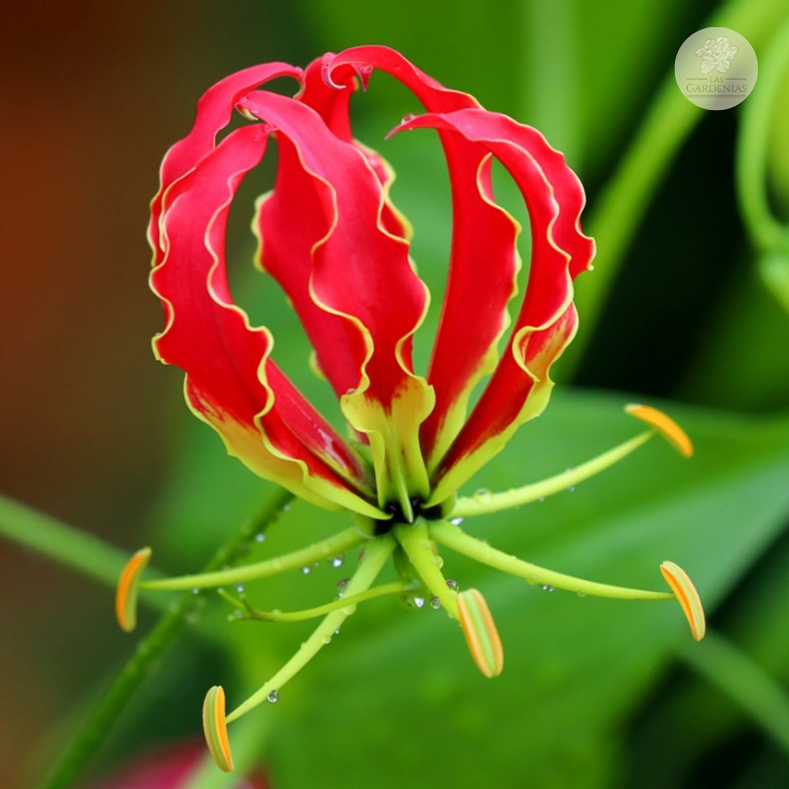 Rizoma de Gloriosa 1