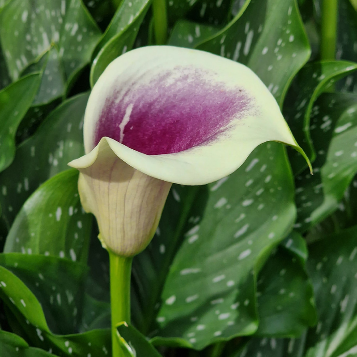 Tubérculo Cala de corte Picasso 16/18 4