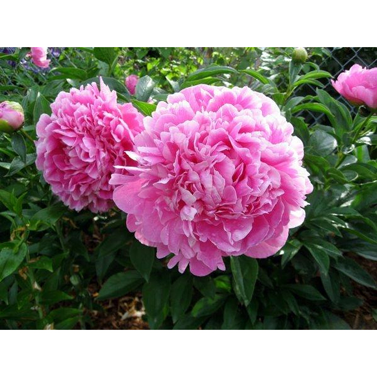 Rizoma Peonia Jacorma 3/5 yemas 1