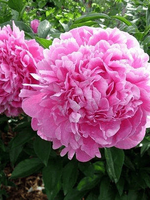 Rizoma Peonia Jacorma 3/5 yemas