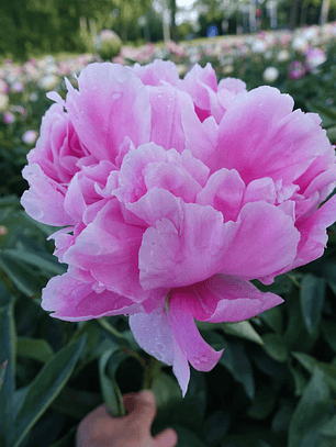 Rizoma Peonia Jacorma 3/5 yemas