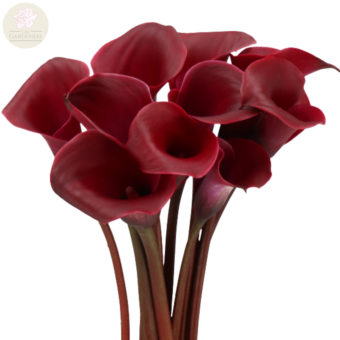 Tubérculo Cala de corte Bordeaux 16/18 1