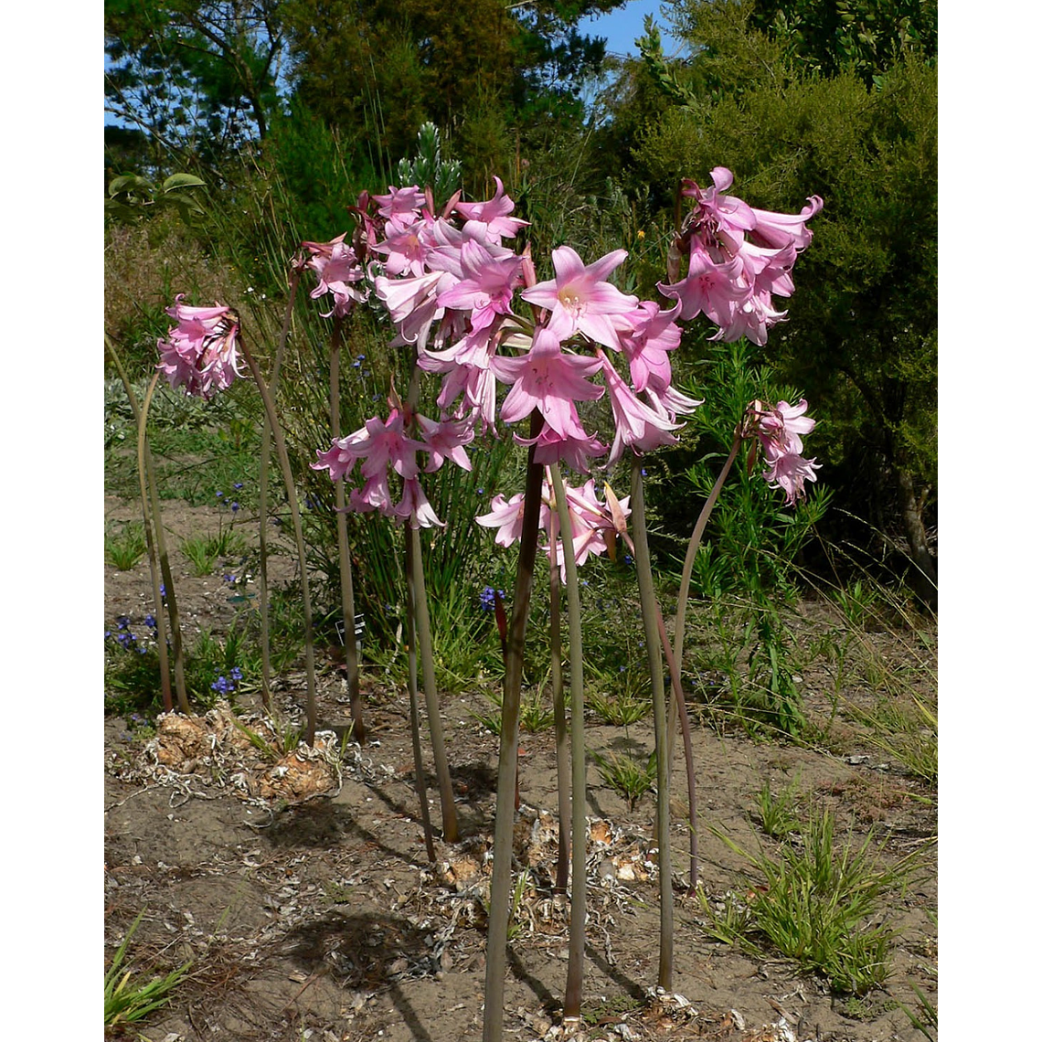 Bulbo Amaryllis belladona Rosada (Azucena de Marzo) 3