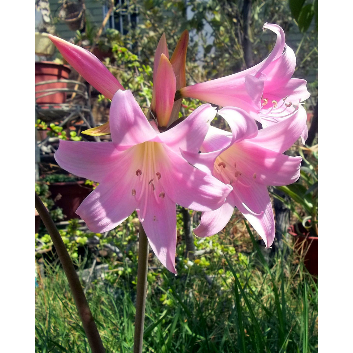 Bulbo Amaryllis belladona Rosada (Azucena de Marzo) 4