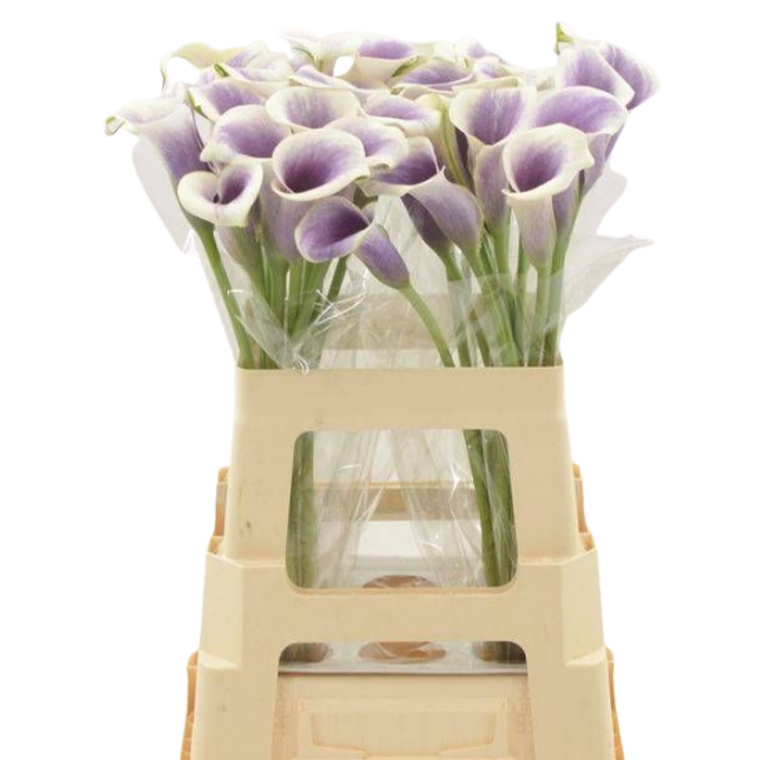 Tubérculo Cala de corte Picasso 16/18 2