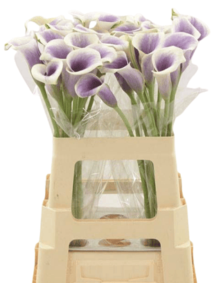 Tubérculo Cala de corte Picasso 16/18