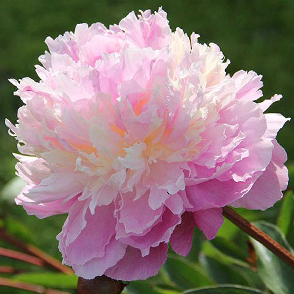 Rizoma Peonía Sorbet 3/5 yemas  1