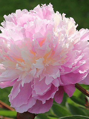 Rizoma Peonía Sorbet 3/5 yemas 