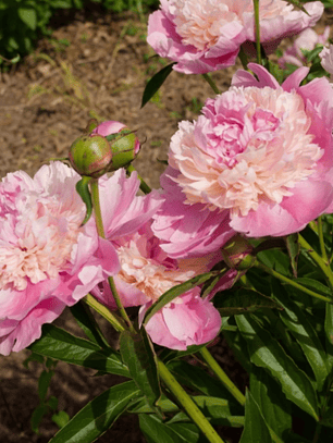 Rizoma Peonía Sorbet 3/5 yemas 