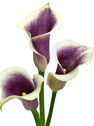 Tubérculo Cala de corte Picasso 16/18