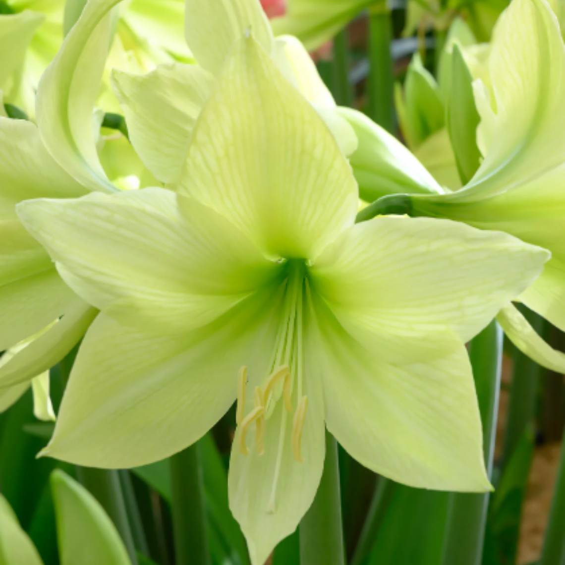 Bulbo Amaryllis Lemon Star 26/28 1