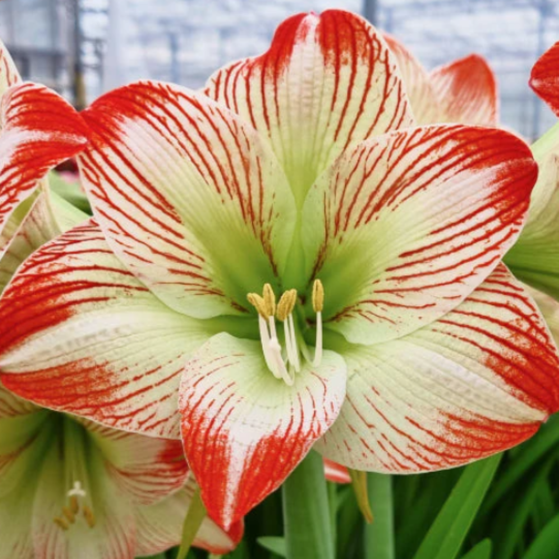Bulbo Amaryllis Tropical Sensation 26/28 1