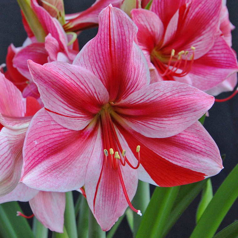 Bulbo Amaryllis Gervase 26/28 1