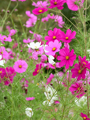 Semillas De Cosmos Mix (40 semillas)