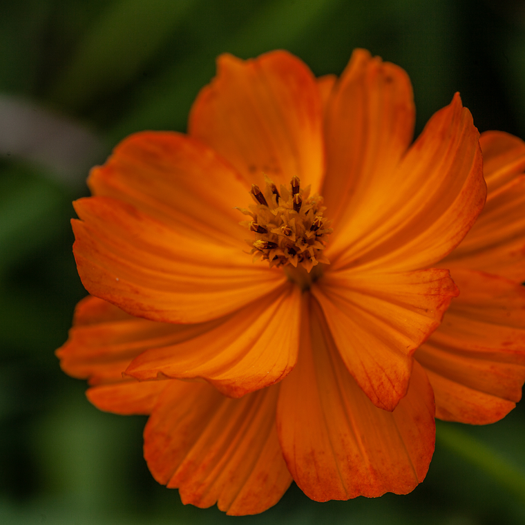 Semillas de Cosmos sulphureus mix (100 semillas) 2