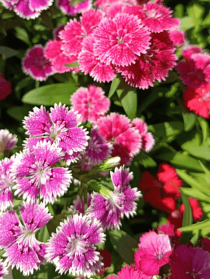 Semillas de Clavelina Mix (40 semillas)