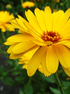 Semillas de Flores