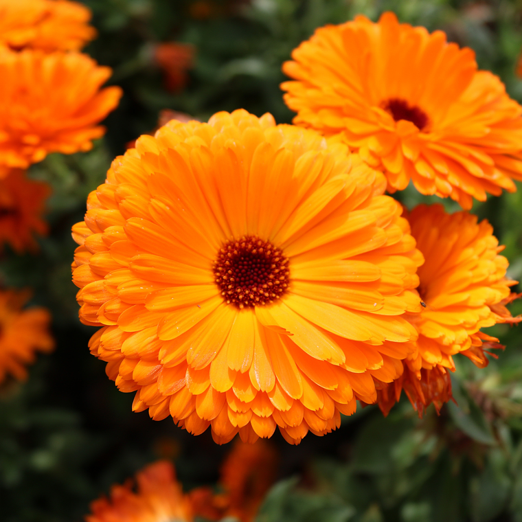 Semillas Calendula Naranja (100 semillas) 1