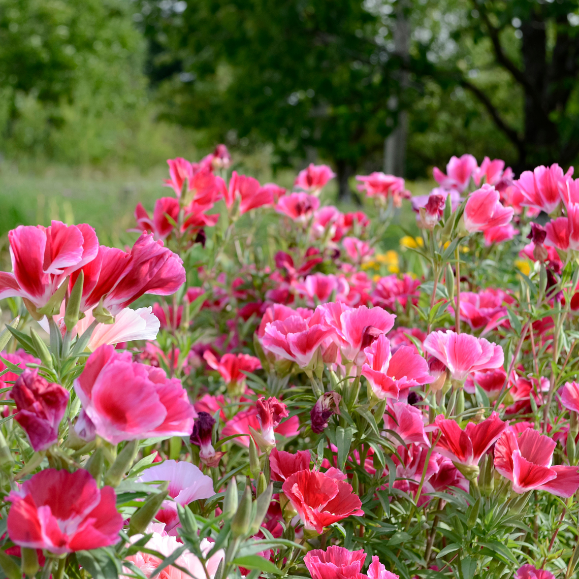 Semillas de Godetia Mix (100 semillas) 1