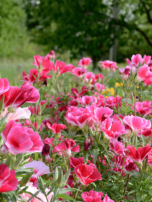 Semillas de Godetia Mix (100 semillas)