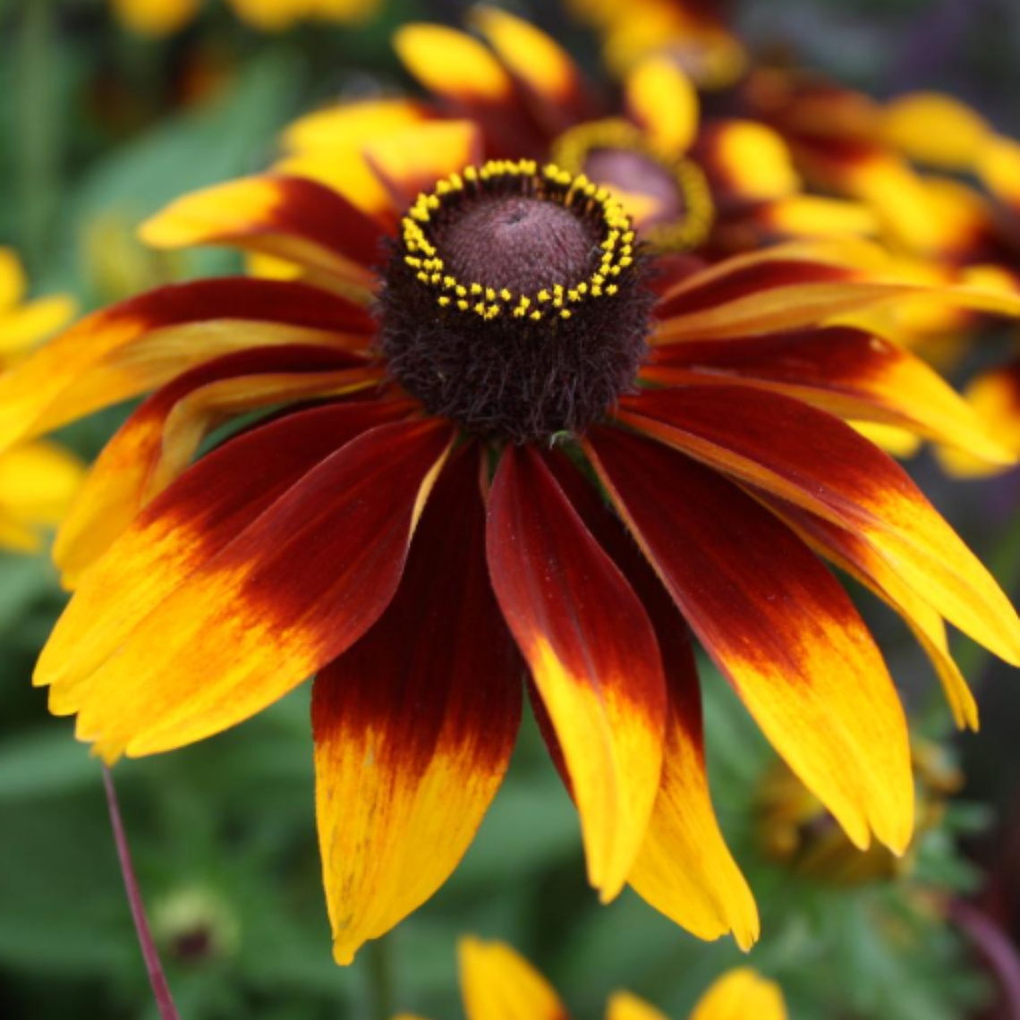 Semillas de Rudbeckia Hirta  (30 semillas) 1
