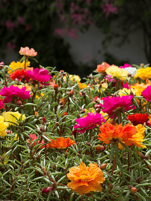 Semillas de Portulaca Mix (40 semillas)