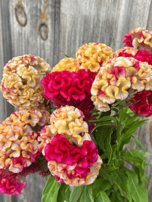 Semillas de Celosia bicolor (40 semillas)