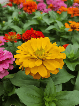 Semillas de Zinnia Mix (40 semillas)