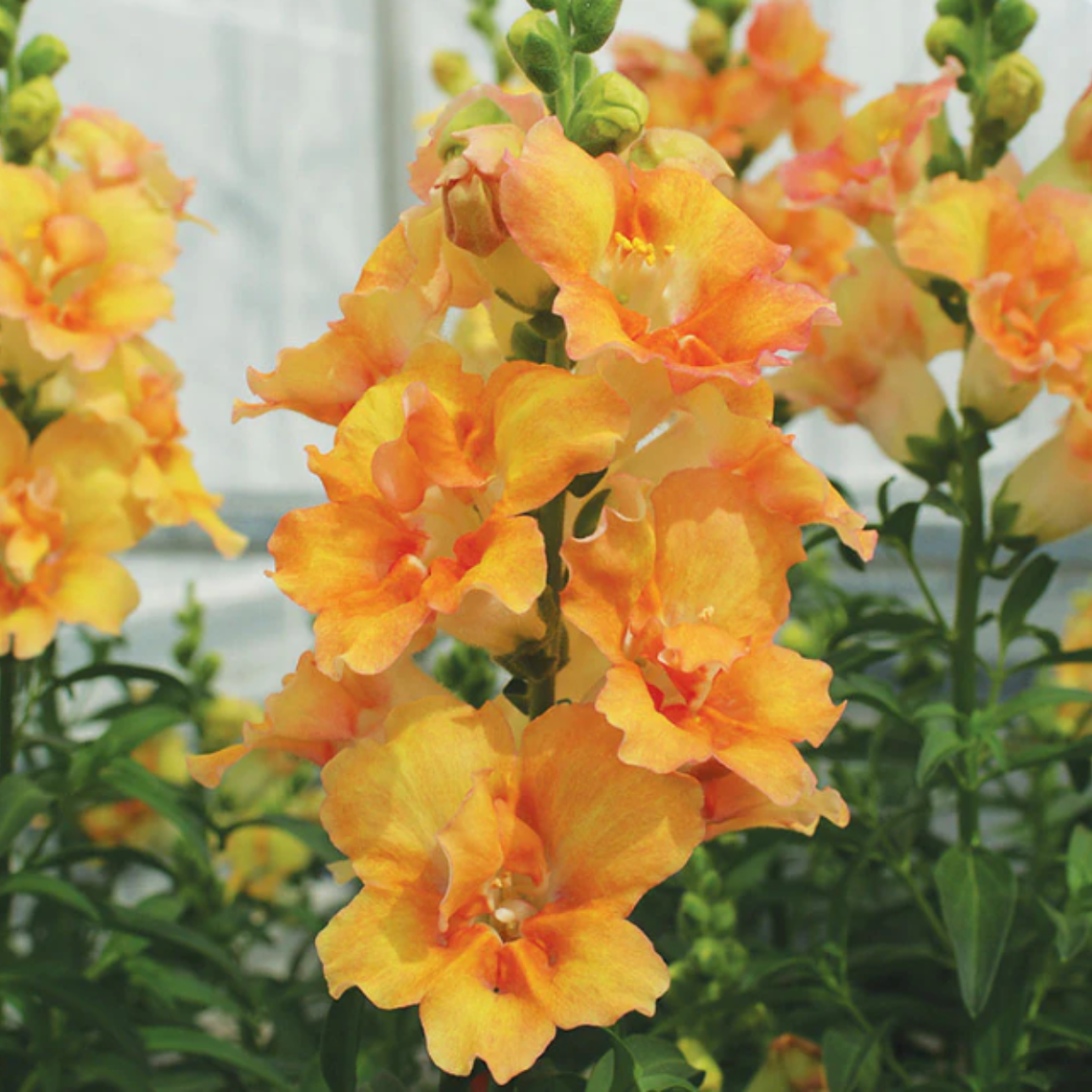 Semillas de Perritos Dobles Altos Mix (40 semillas) 3