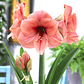 Bulbo Amaryllis Bouquet 24/26 - Miniatura 1
