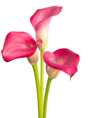 Tubérculo de Cala de Corte Pretty Art 16/18