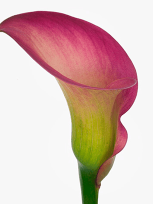 Tubérculo de Cala de Corte Pretty Art 16/18