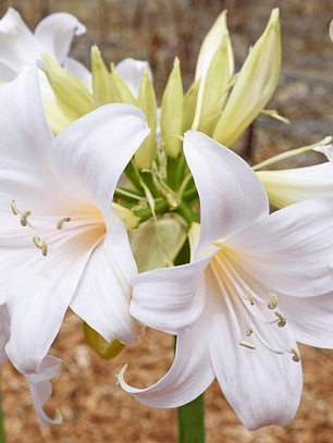 Bulbo Amaryllis belladonna 'Alba' (Azucena de Marzo)
