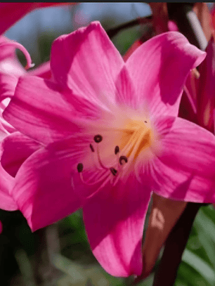 Bulbo Amaryllis belladona 