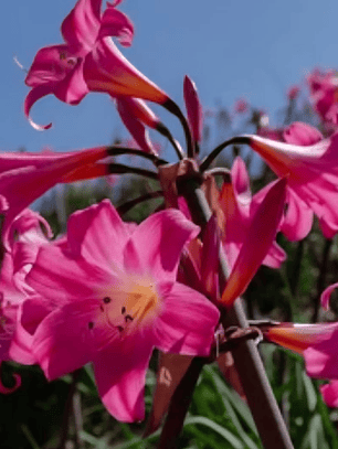 Bulbo Amaryllis belladona 