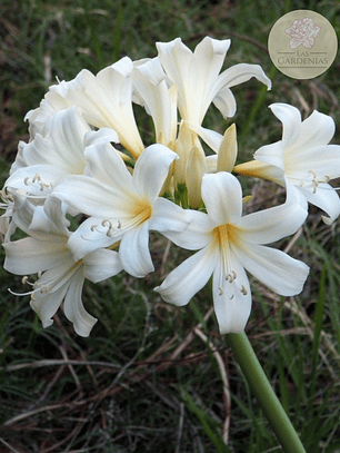 Bulbo Amaryllis belladonna 'Alba' (Azucena de Marzo)