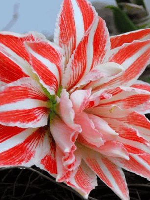 Bulbo Amaryllis Dancing Queen 26/28