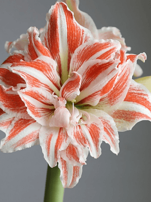 Bulbo Amaryllis Dancing Queen 26/28