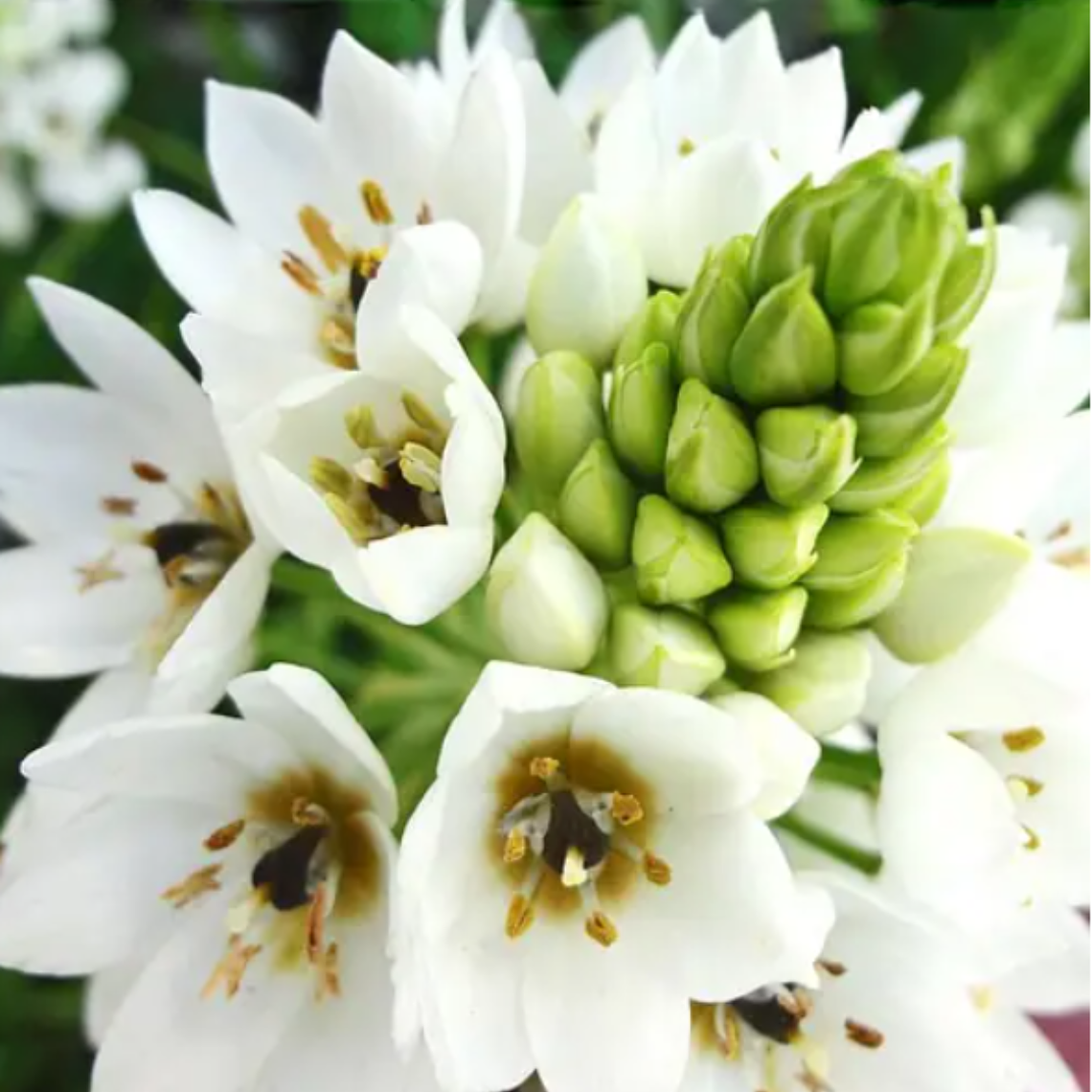 Bulbo Ornithogalum  4