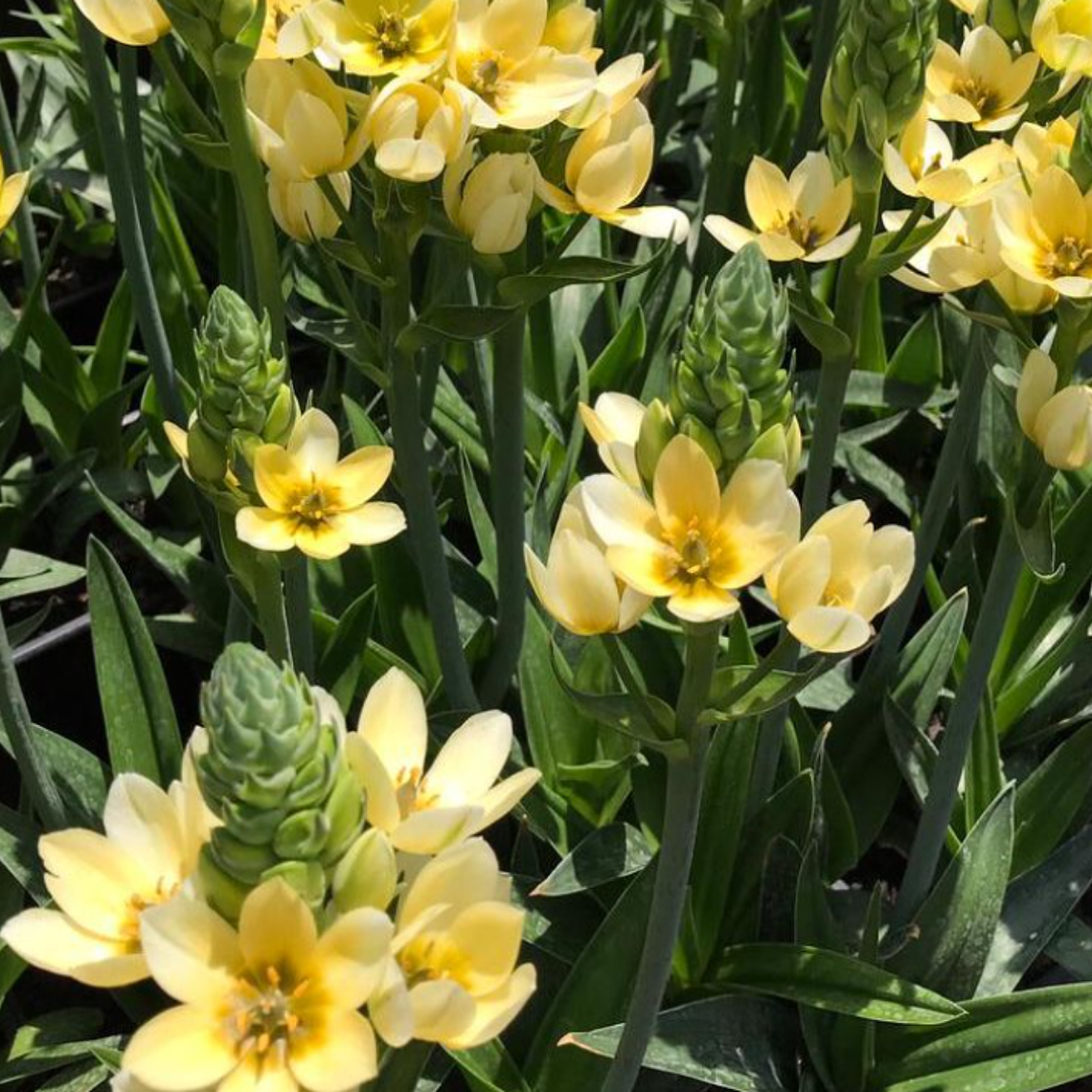 Bulbo Ornithogalum  6