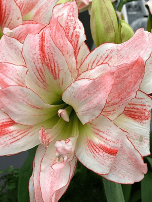 Bulbo Amaryllis Aphrodita 26/28