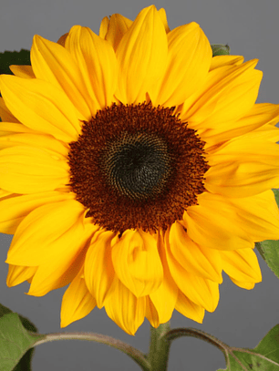 Semilla Girasol Smiley Gold (Girasol enano de maceta) (10 semillas)